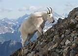 The Galveston Orientation and Amnesia Test (<strong>GOAT</strong>) is an instrument originally created by Levin, O’Donnell, and Grossman and first published in 1979. . Dinar mtn goat